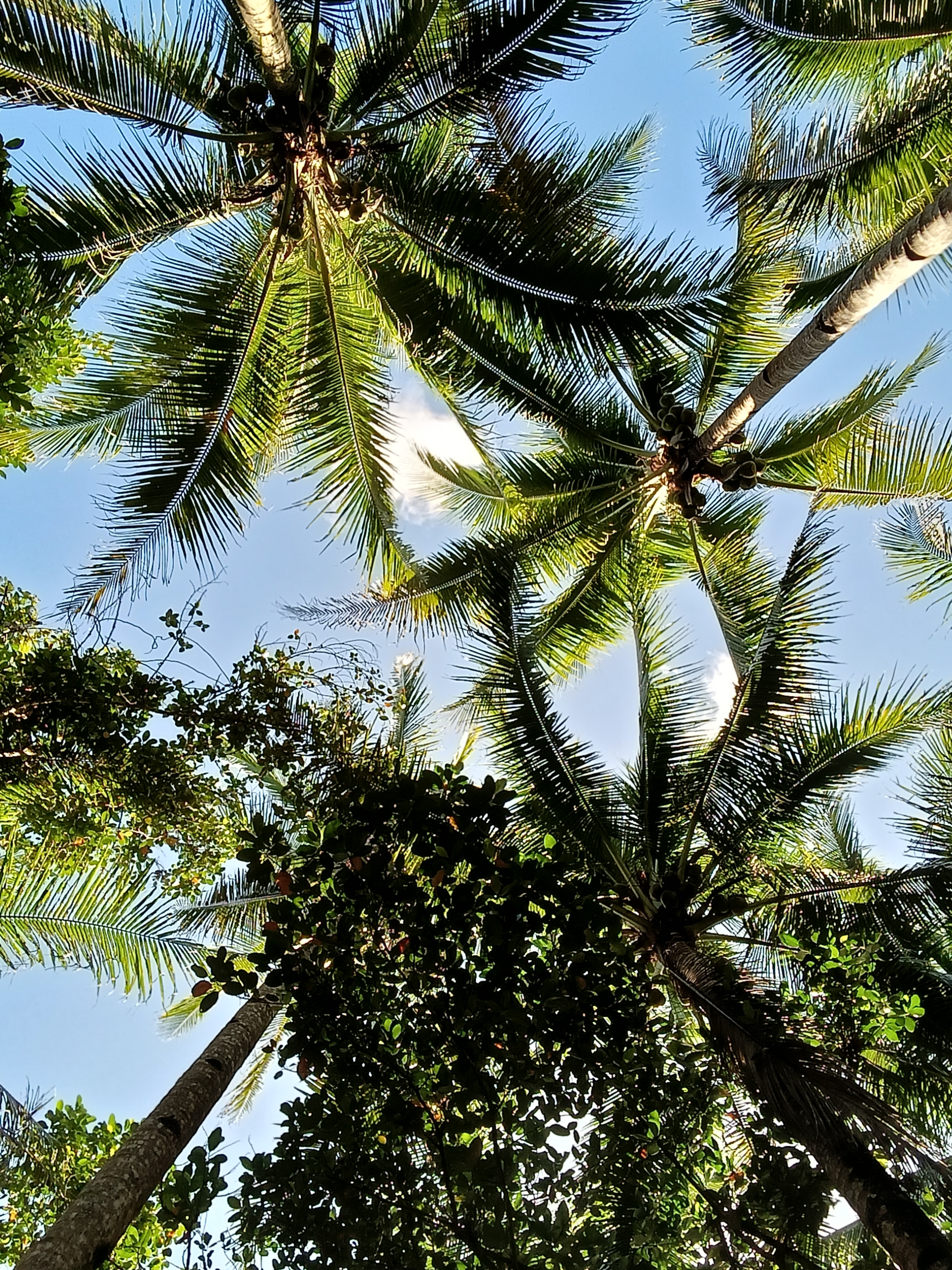 Coconut trees