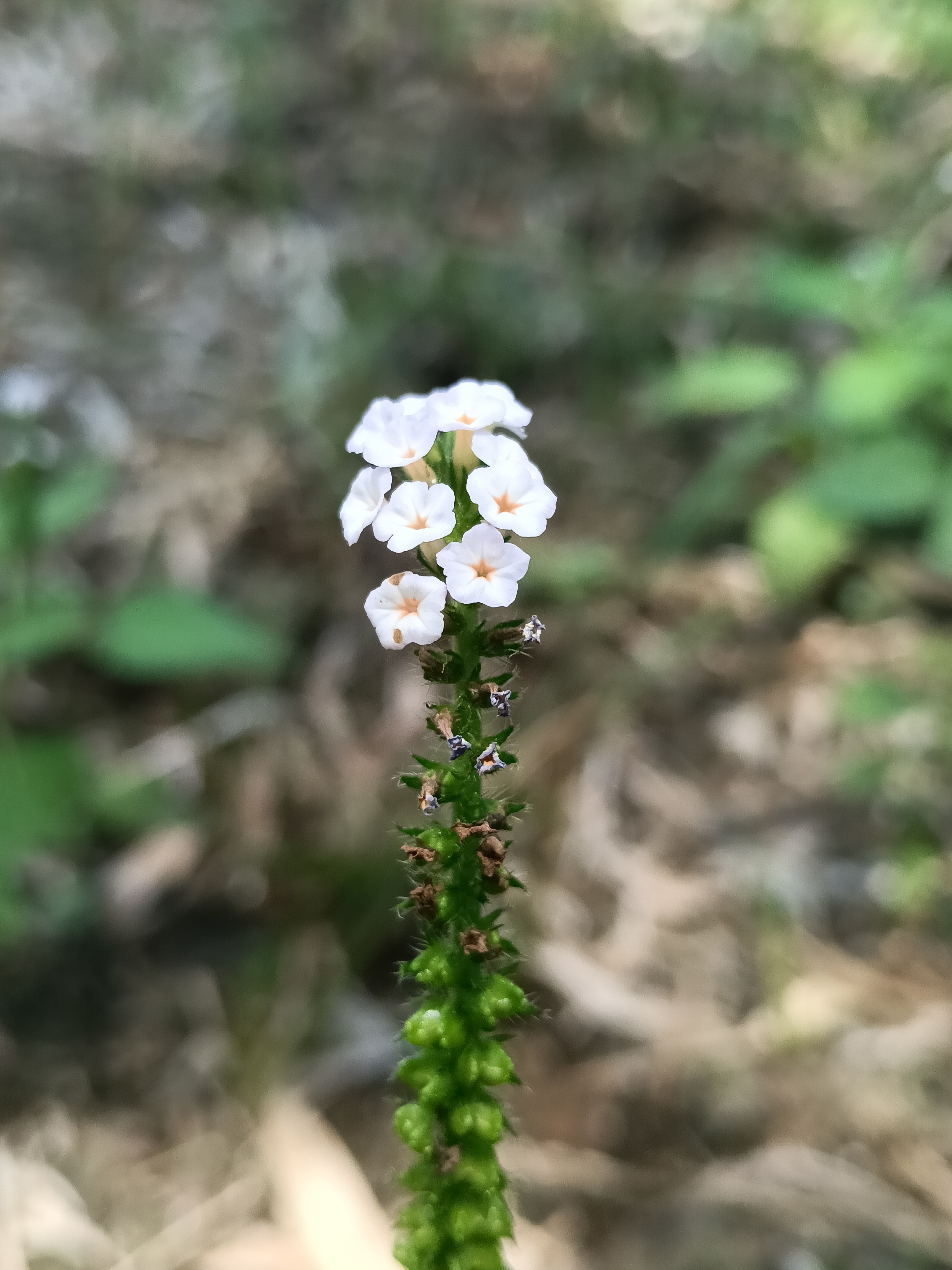 Tiny petals
